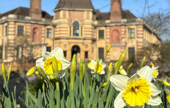 A view of Eltham Palace blurred in the background, with yellow daffodils in the gardens in the foreground.